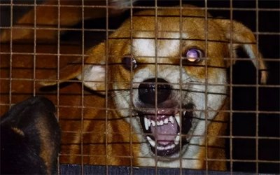 ​狂犬病发病症状前兆 狗狗有这些表现，多半是“狂犬病”的前兆，赶紧远离