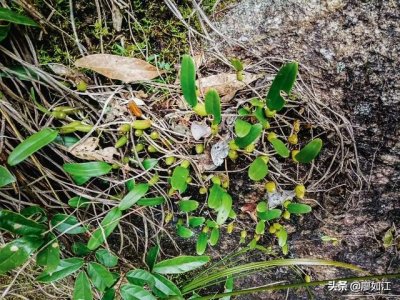 ​石橄榄 介绍一种深山老林里的中药——石橄榄