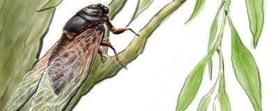​昆虫记中昆虫的特点概括 昆虫记中昆虫的外形和生活特征